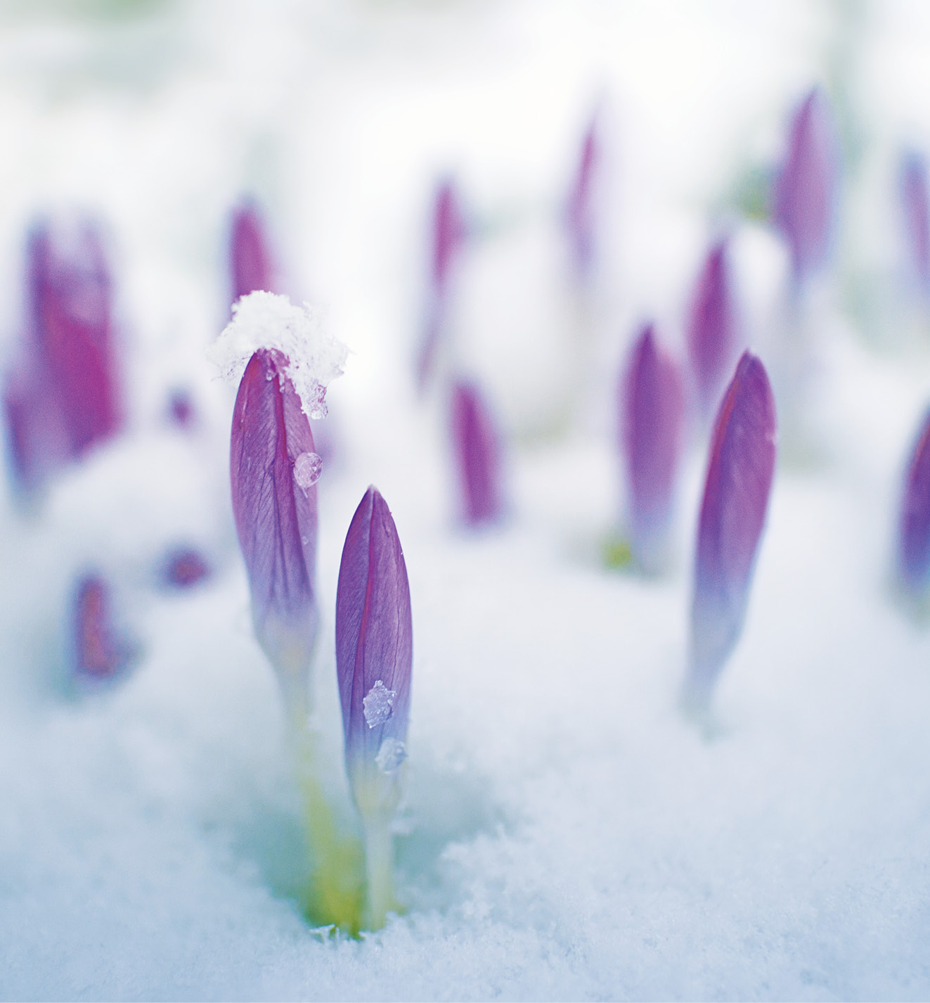 K2000 - Jak prowadzic ekoogród