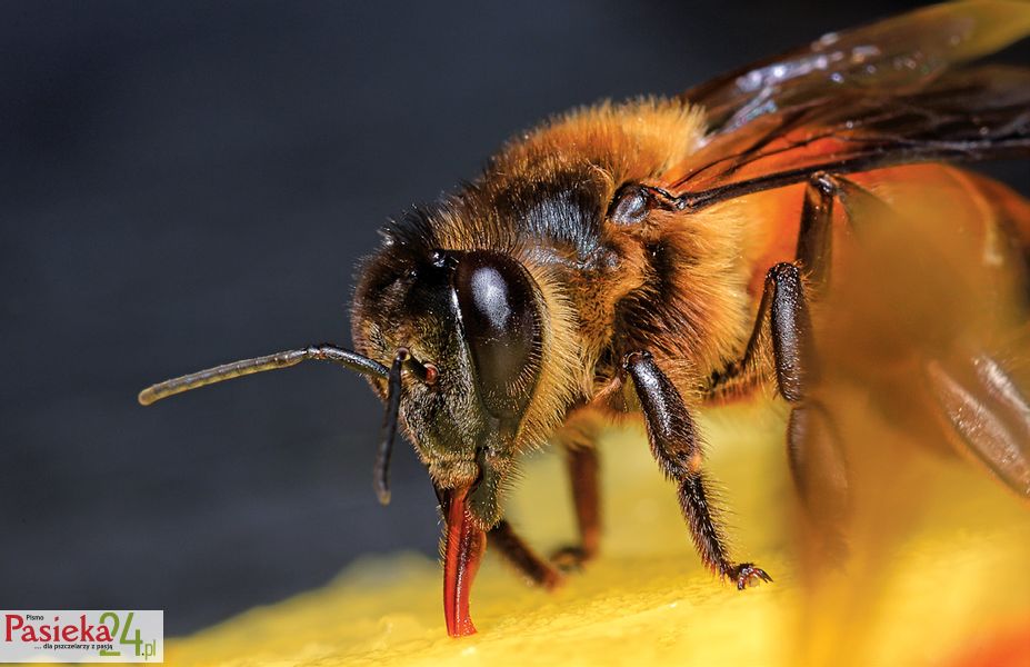 Closeup bee eating sweet pineapple and yellow background.