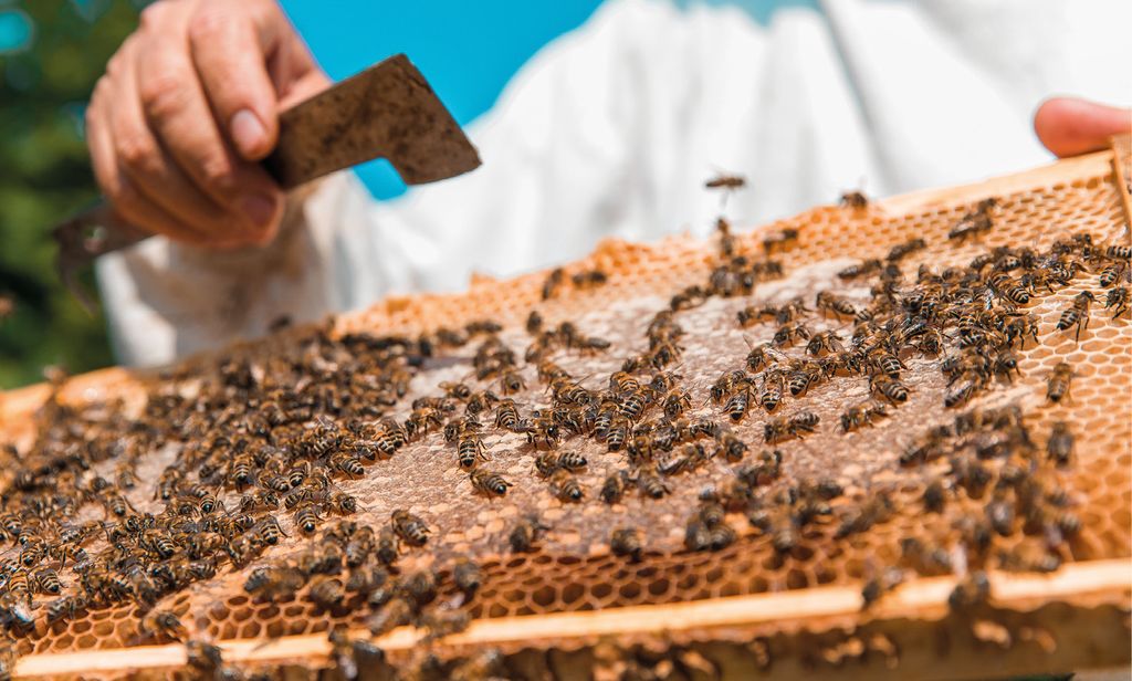 Honey bees on a wooden bee hive