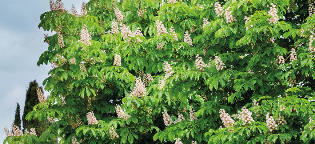 Aesculus hippocastanum, kasztanowiec biały