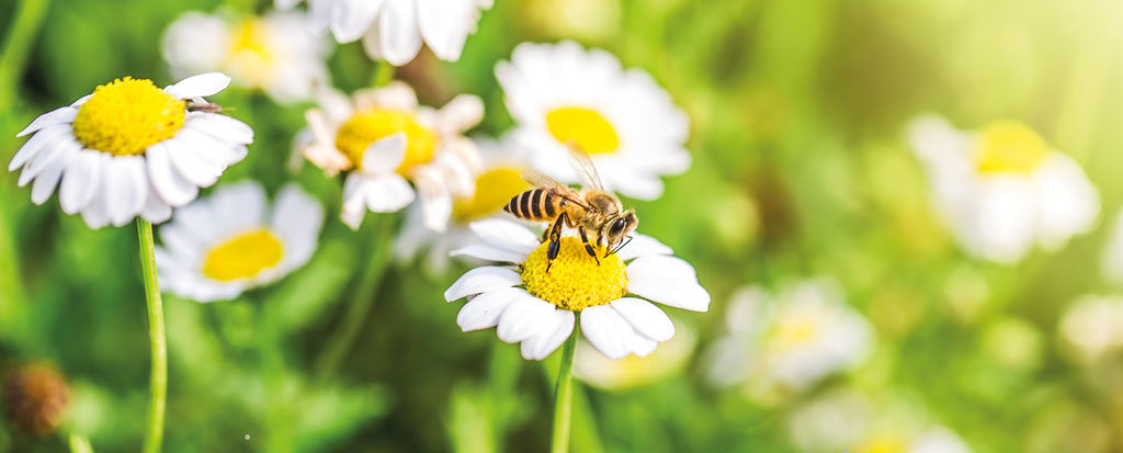 Chrysanthemum