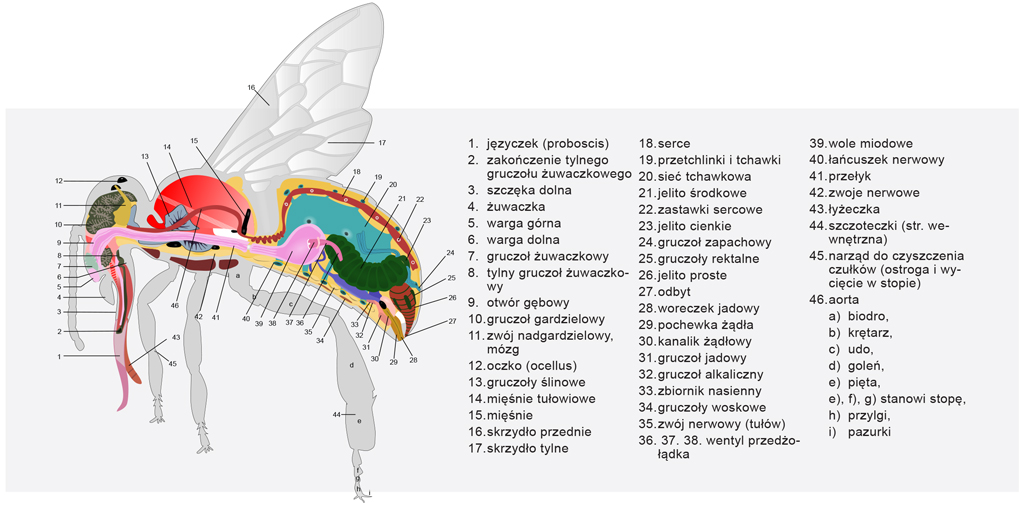 pasieka nr 1 (anatomia_pszczoly_miodnej.jpg)