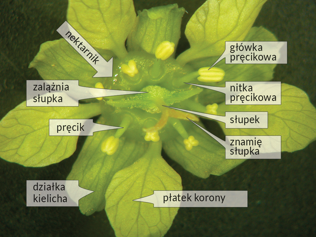 Pasieka nr 1 (sulborska_01a_kwiat_klonu_zwyczajnego.jpg)