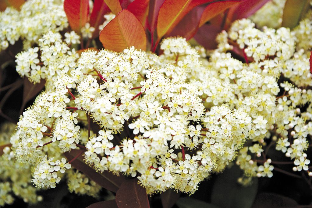 photinia-748763