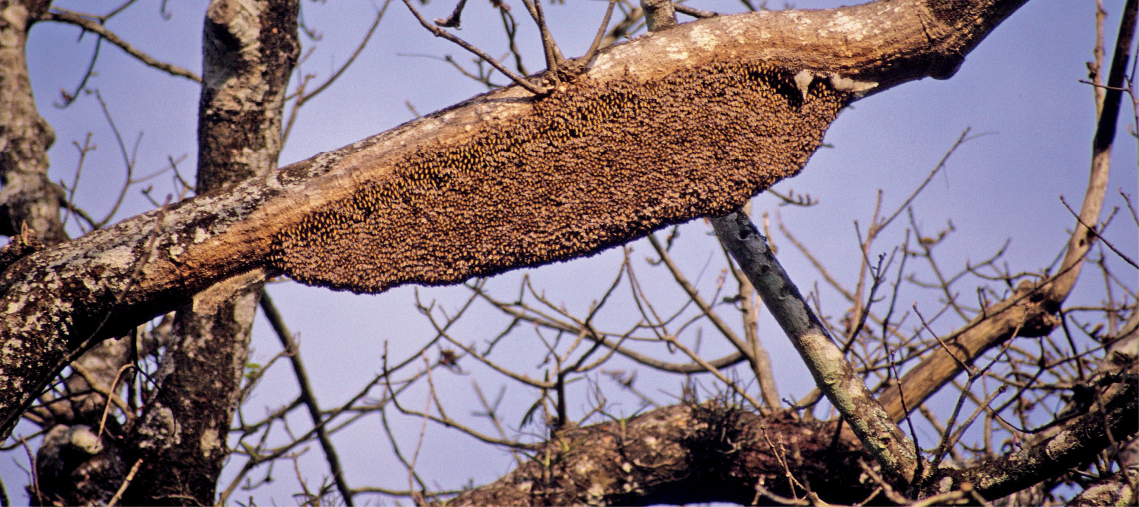 Comparație între biologia albinei Apis mellifera și a albinei uriașe Apis dorsata