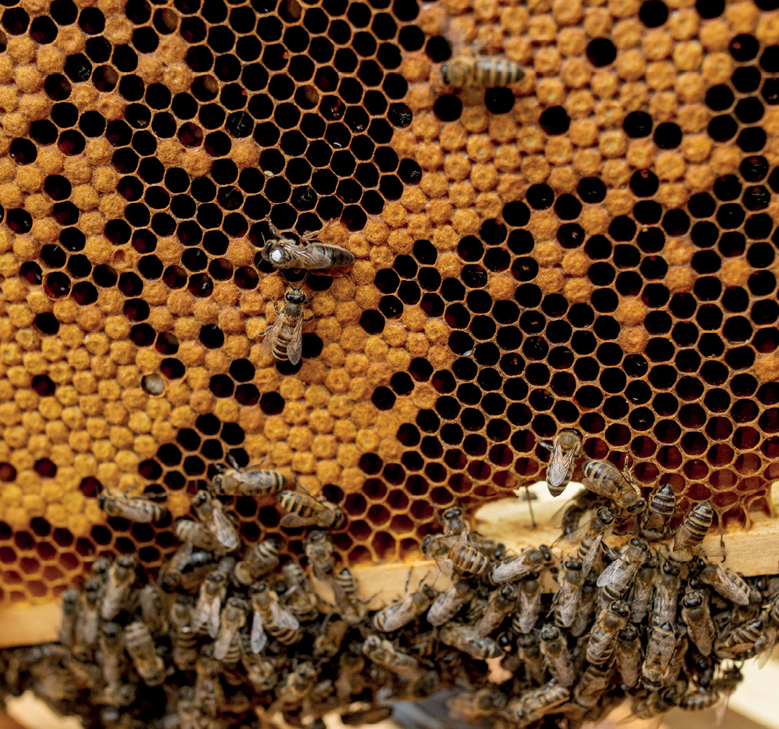 Queen bee in a beehive laying eggs supported by worker bees