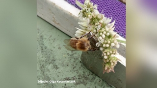 Bezgłowa pszczoła, która się rusza i układ nerwowy